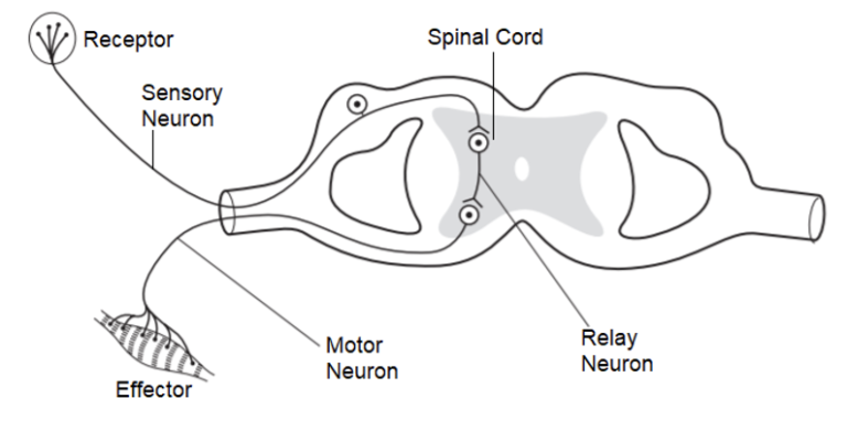 Reflex Actions